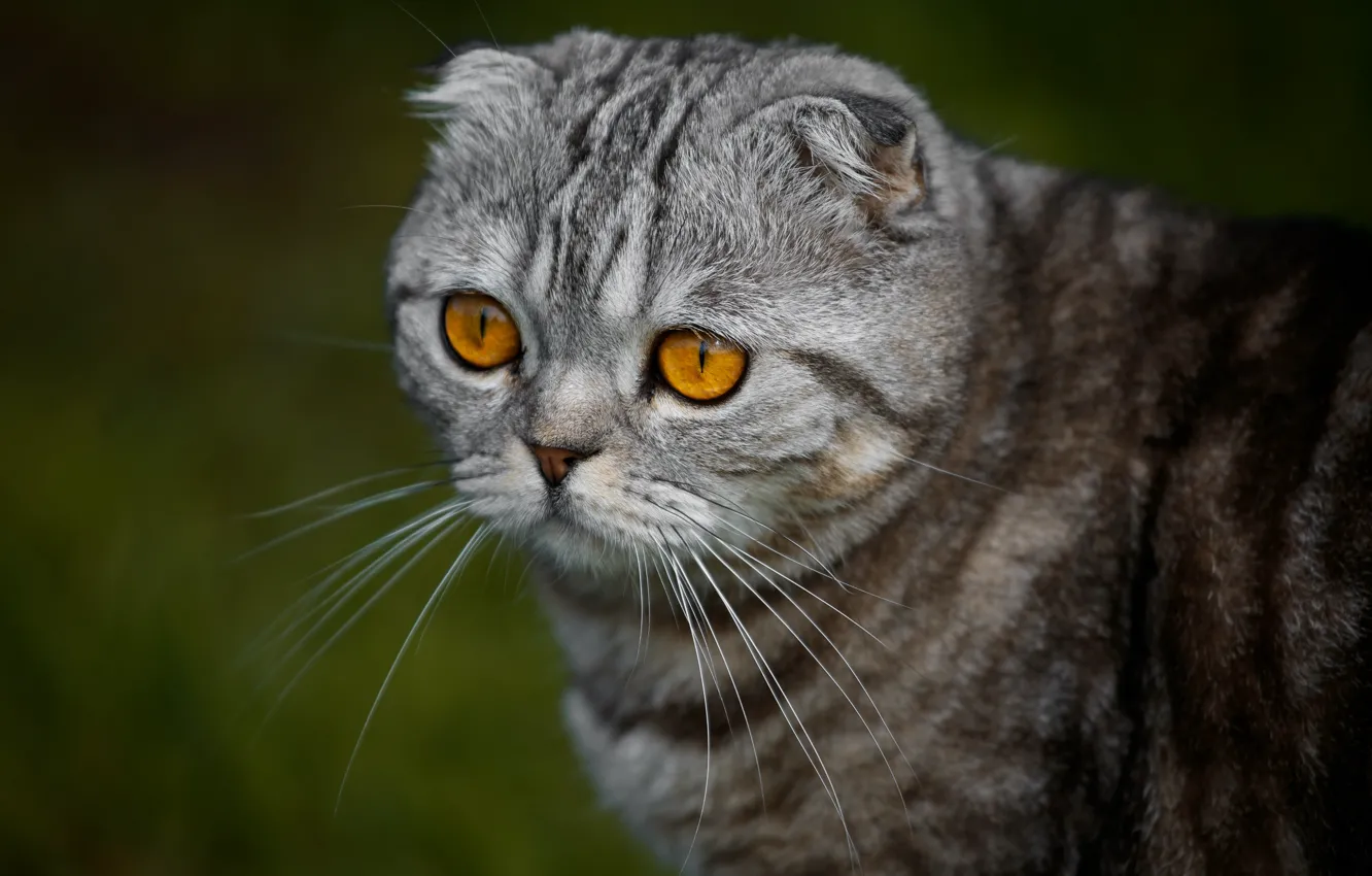 Photo wallpaper cat, look, portrait, muzzle, Scottish fold, Scottish fold cat