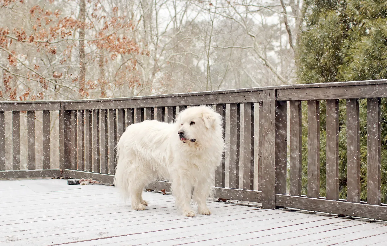 Photo wallpaper winter, white, snow, trees, the fence, dog, fence, yard