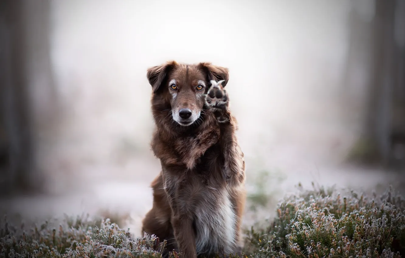 Photo wallpaper background, each, dog