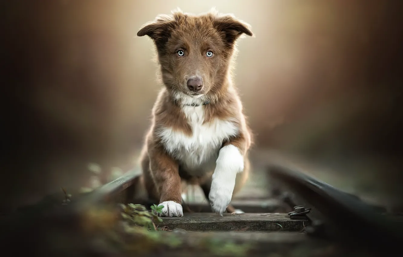 Photo wallpaper road, dog, puppy