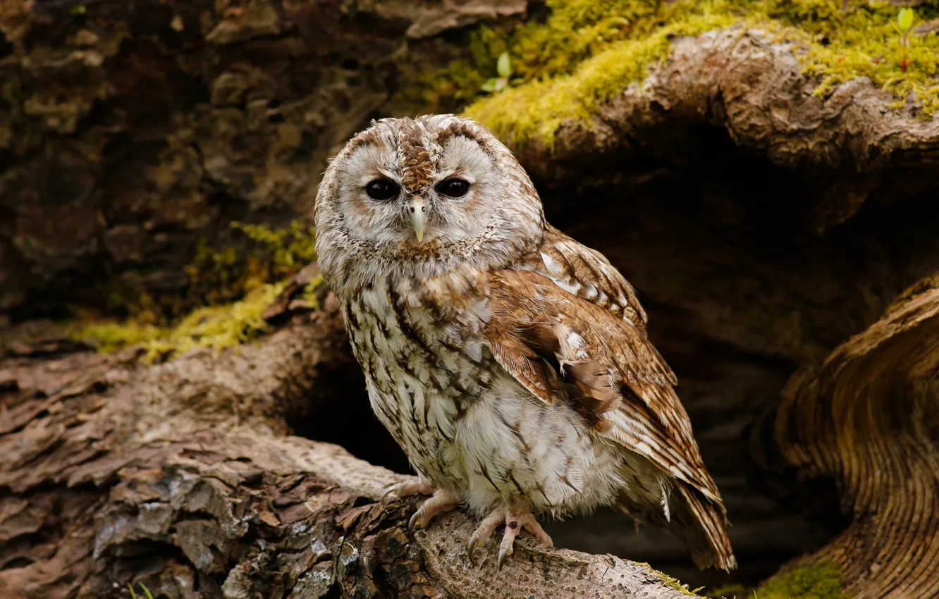 Photo wallpaper look, trees, nature, background, owl, bird, owl, the hollow