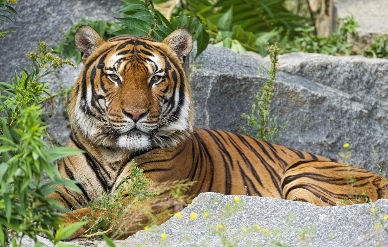 Photo wallpaper cat, animals, predator, Tiger