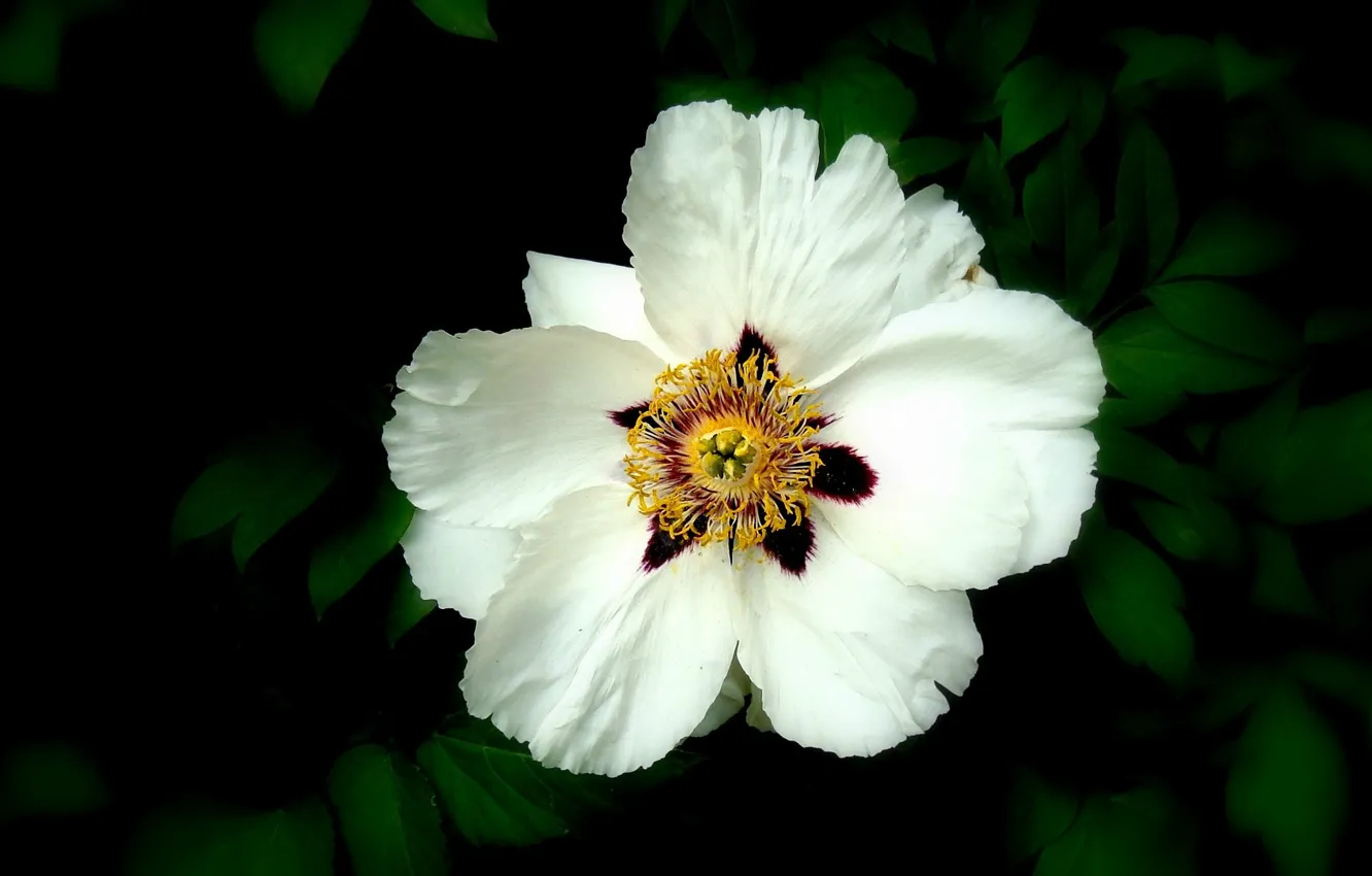 Photo wallpaper flowers, plant, petals, flower