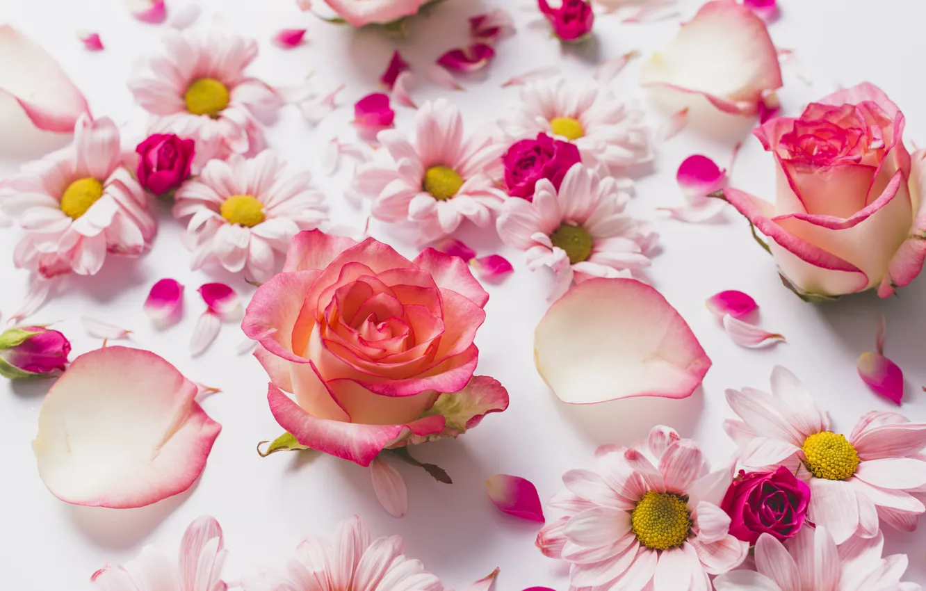 Photo wallpaper flowers, roses, petals, chrysanthemum