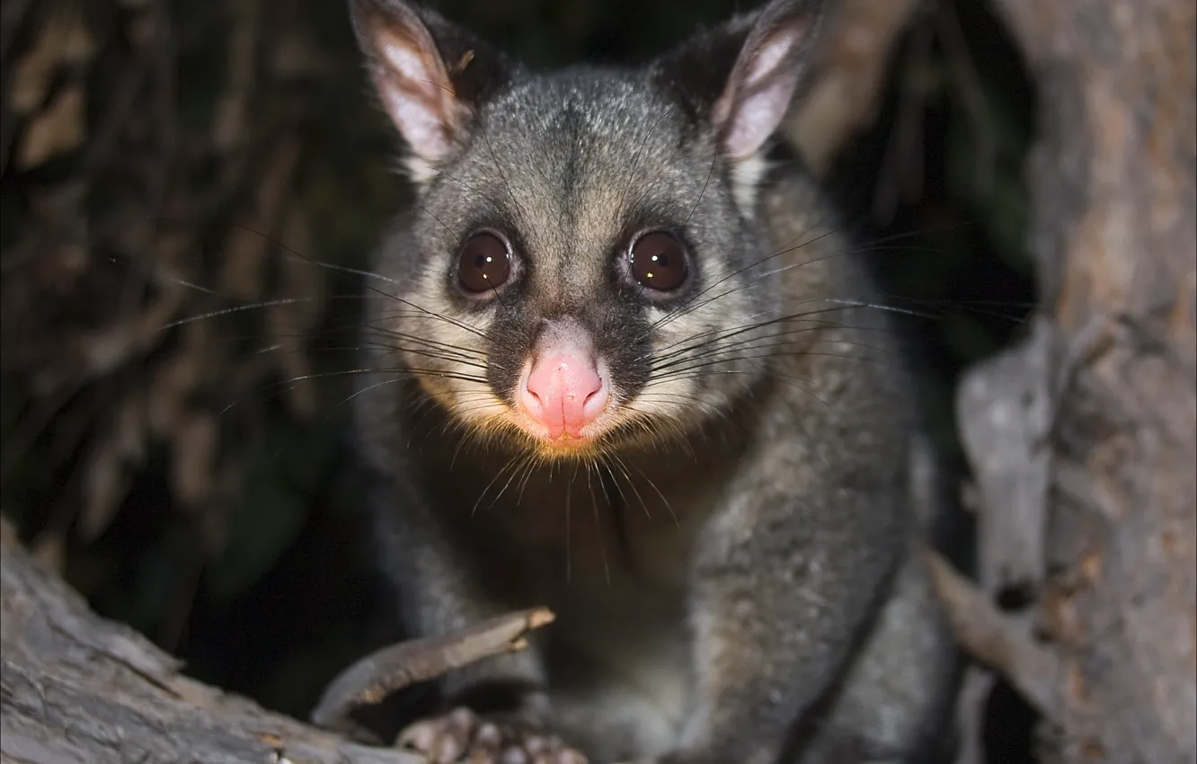 Photo wallpaper animals, night, possum, Fox Cuza