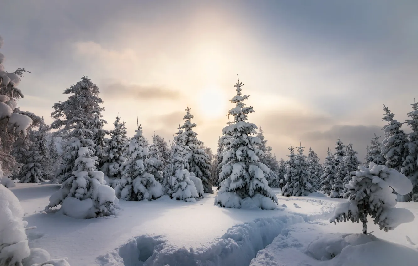 Photo wallpaper winter, frost, forest, the sky, the sun, snow, morning, ate