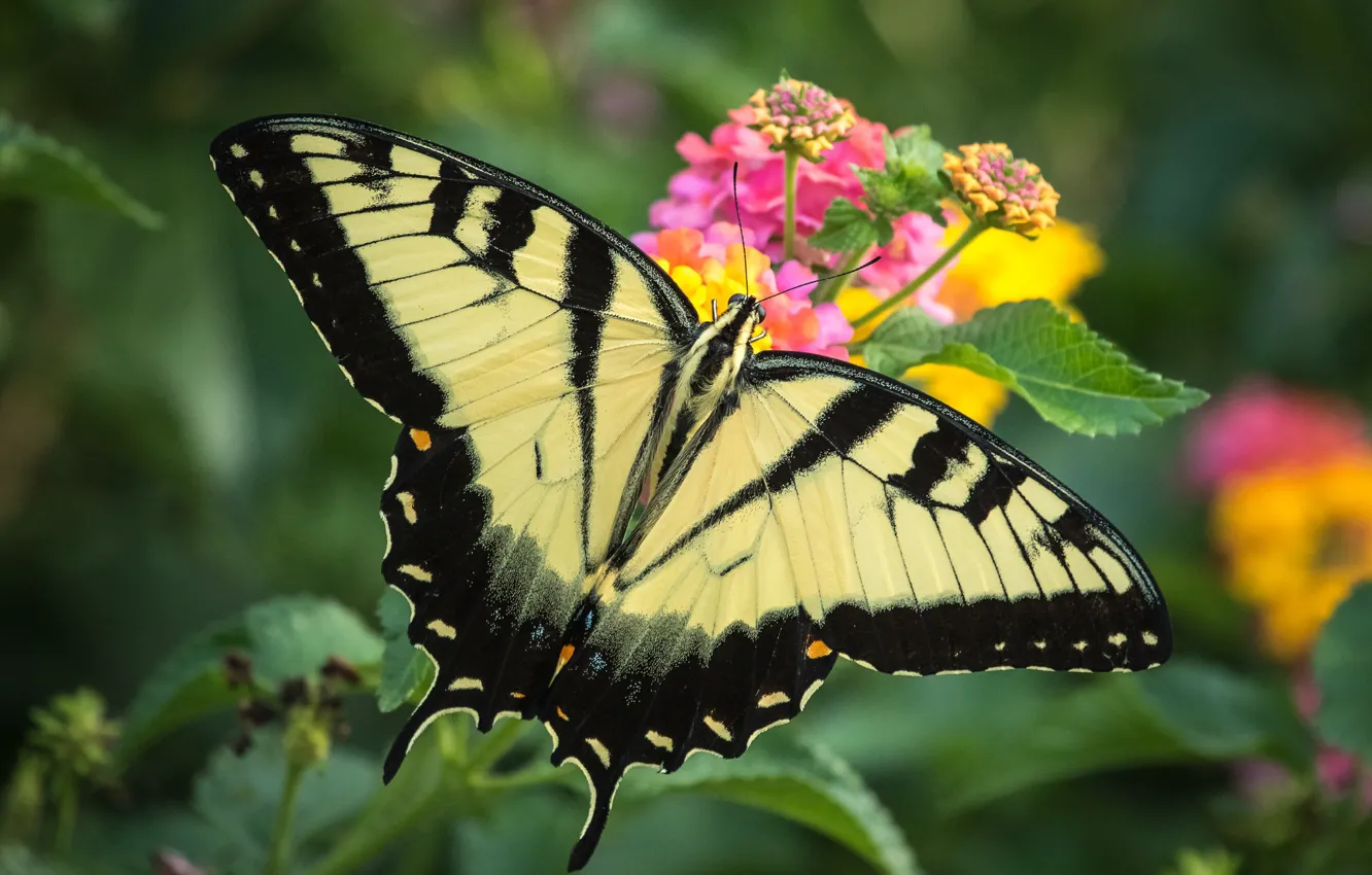 Photo wallpaper flowers, butterfly, wings