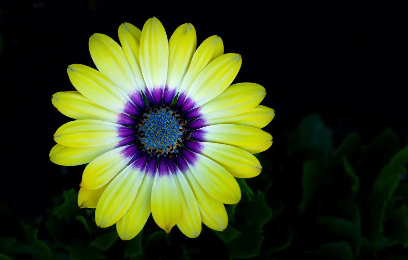 Photo wallpaper flowers, background, paint, petals