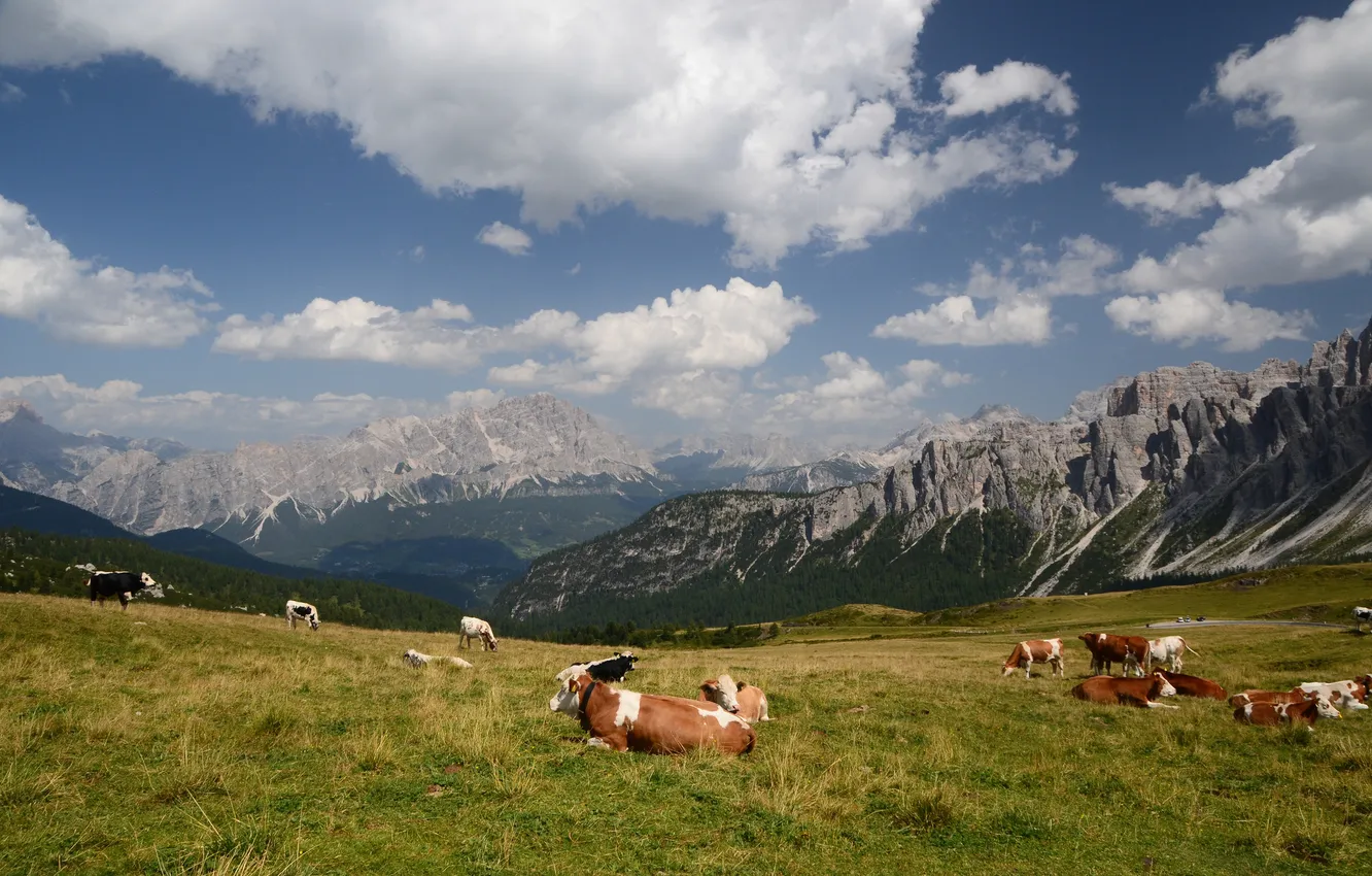 Photo wallpaper mountains, cows, lawn