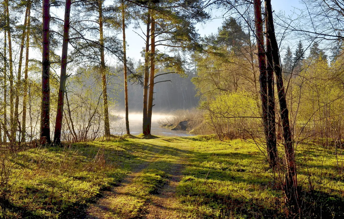 Photo wallpaper forest, summer, landscape