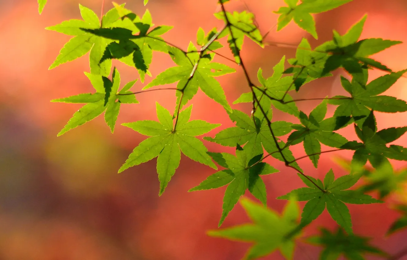Photo wallpaper leaves, branches, nature, color, maple