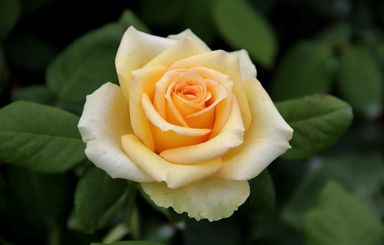 Photo wallpaper flowers, roses, petals