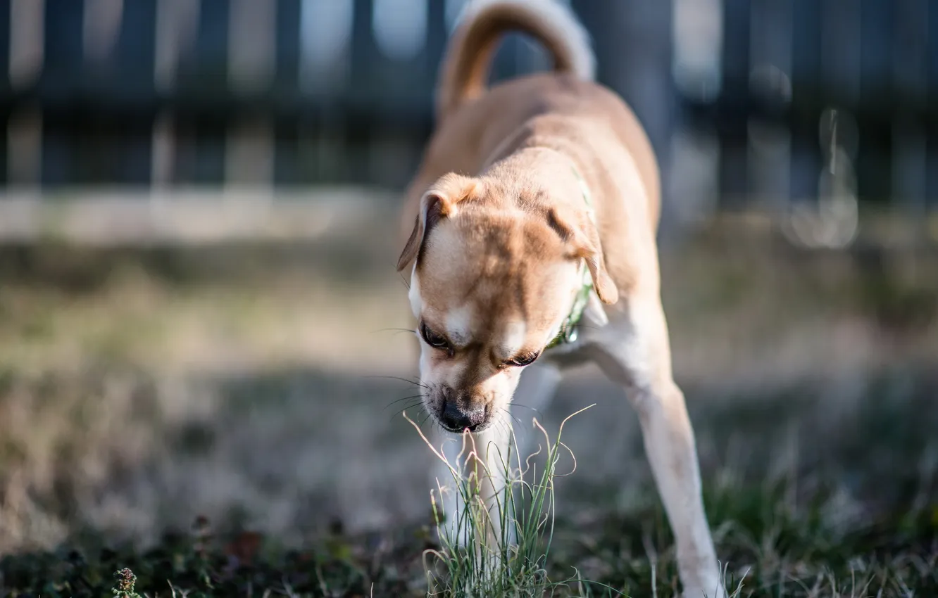 Photo wallpaper grass, dog, yard