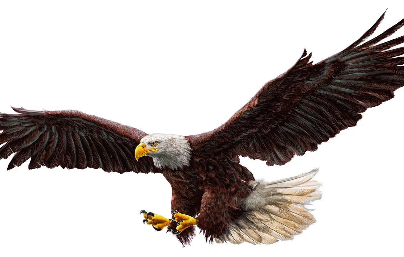 Photo wallpaper real, drawing, bald eagle, work of art