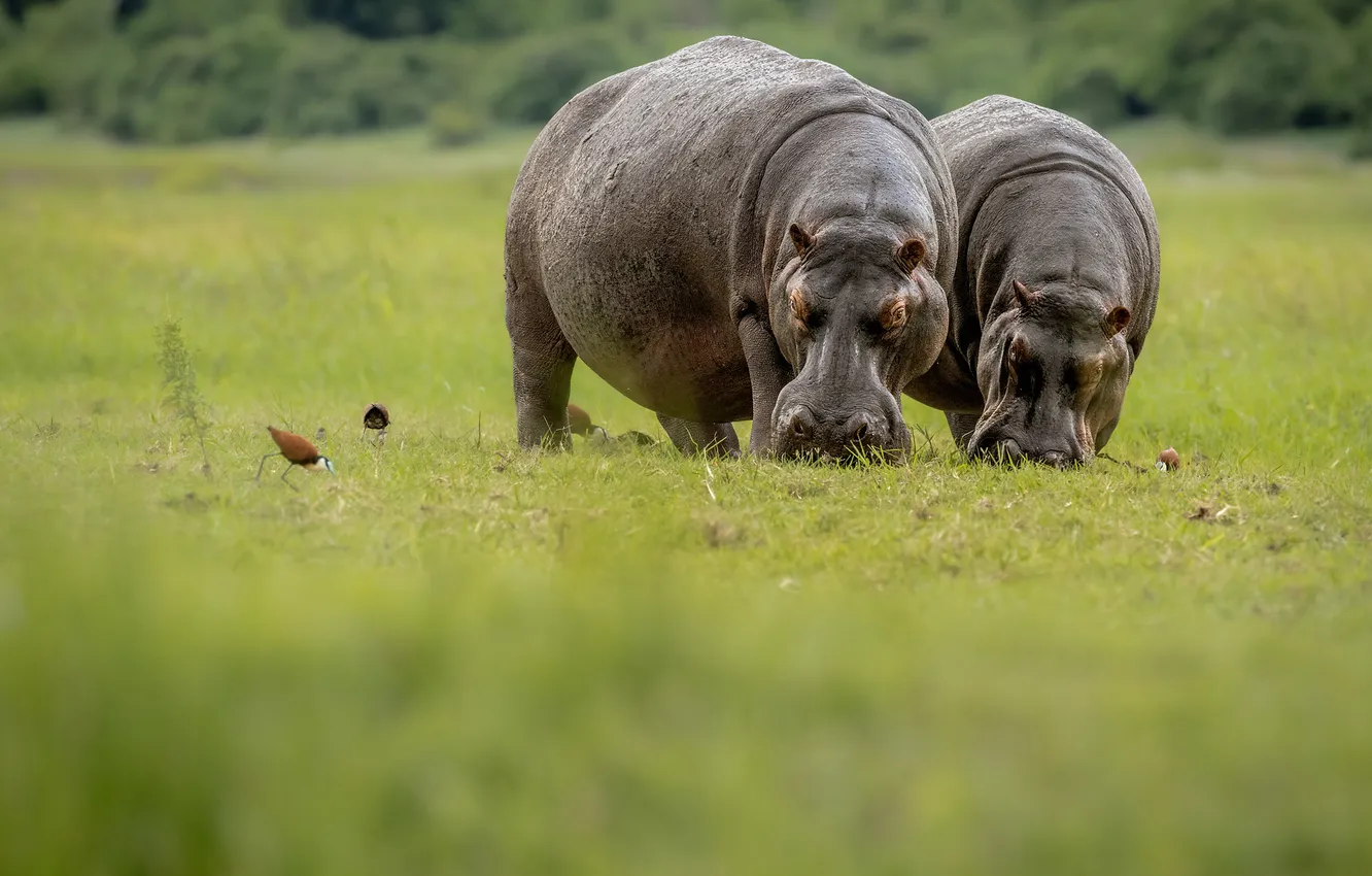 Photo wallpaper field, glade, pair, Hippo, Two behemoths
