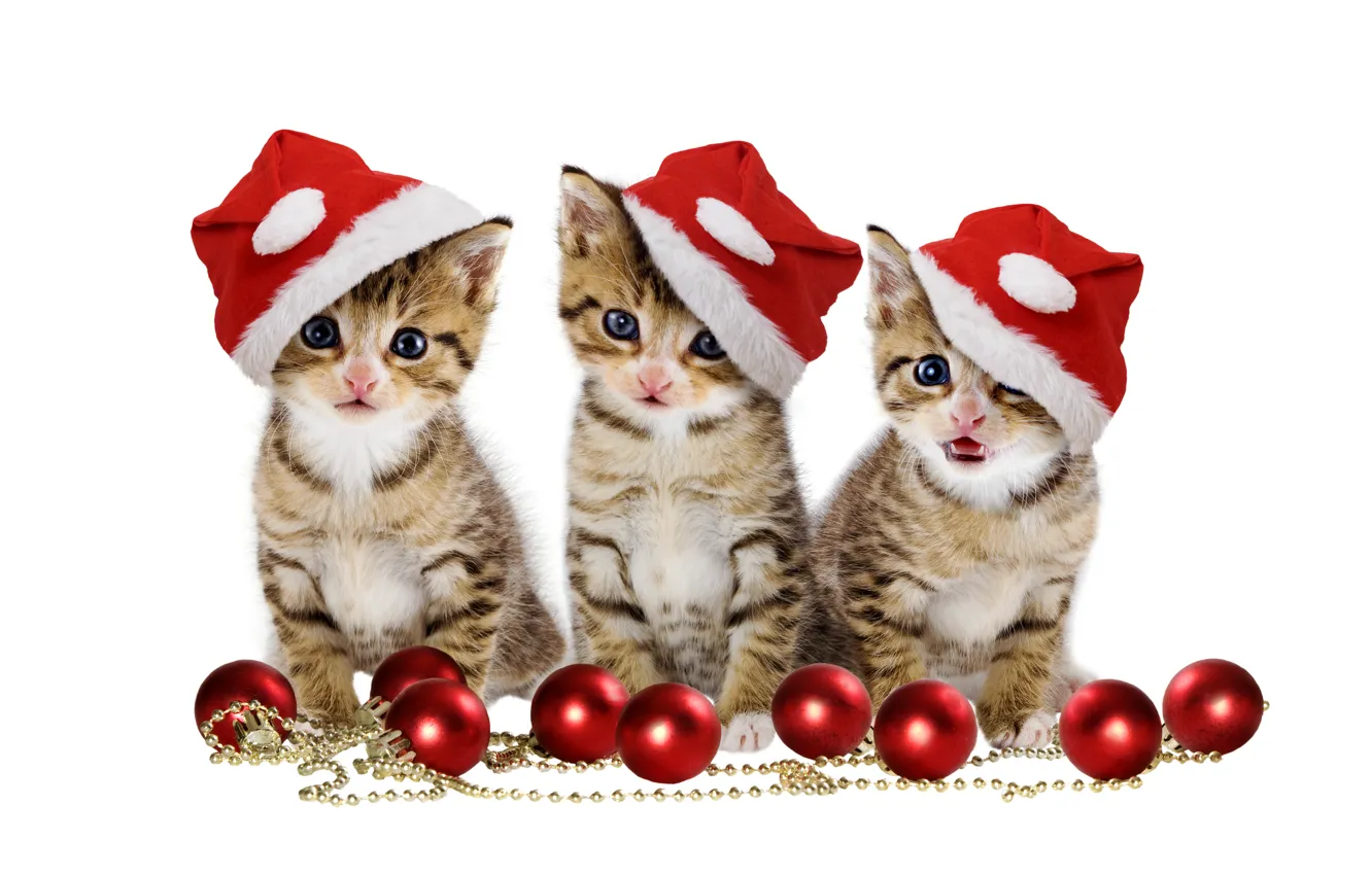 Photo wallpaper christmas, magic, balls, hat, kitten, eyes, cat, beautiful