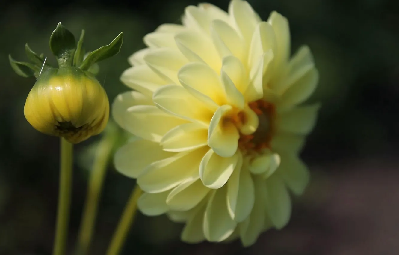 Photo wallpaper flowers, yellow, dahlias
