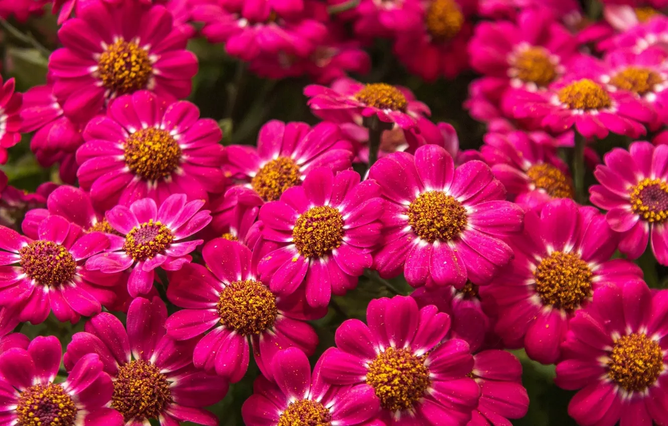 Photo wallpaper flowers, bouquet, a lot