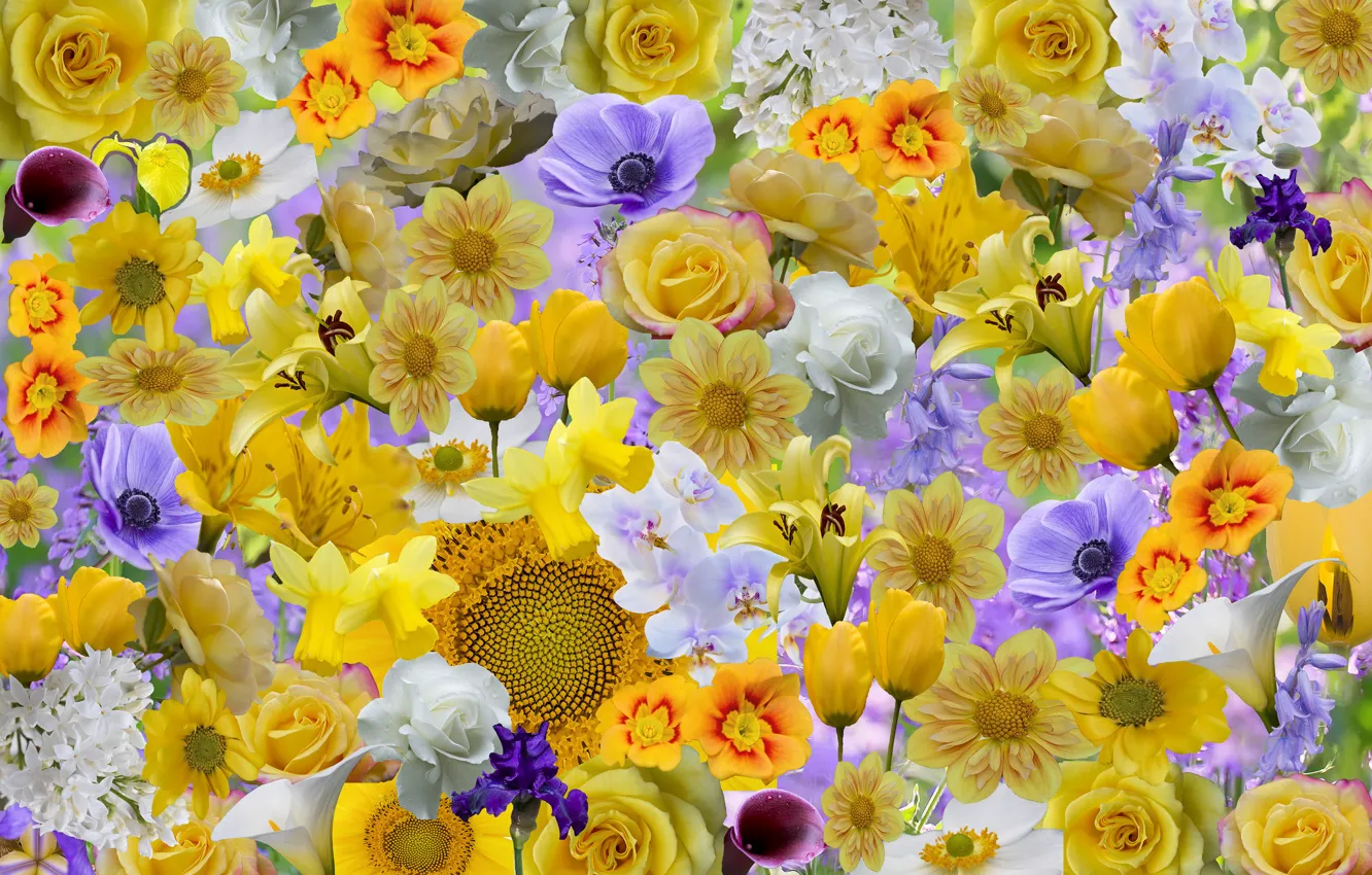 Photo wallpaper flowers, collage, rose, sunflower, petals, iris