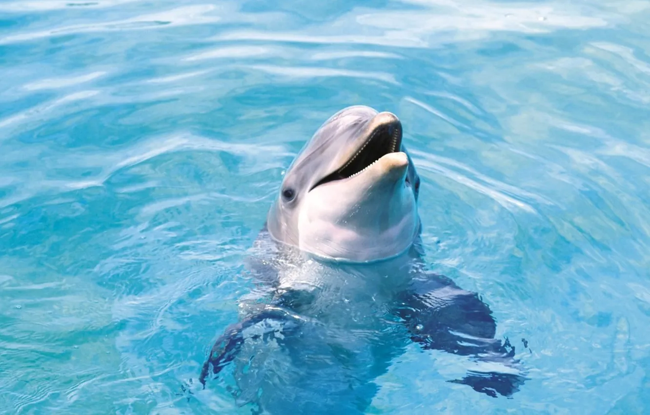 Photo wallpaper sea, water, Dolphin