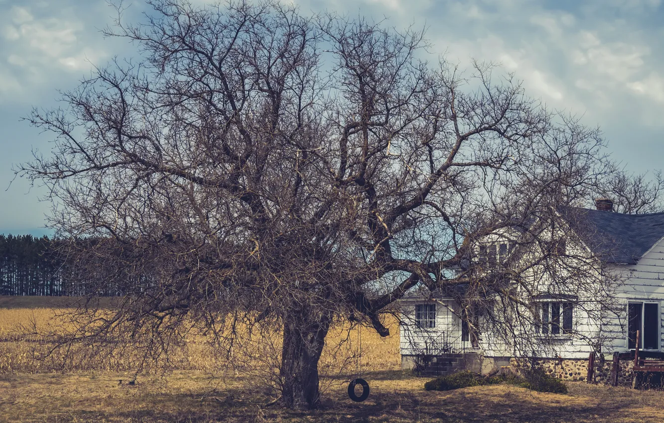 Photo wallpaper trees, home, homeland