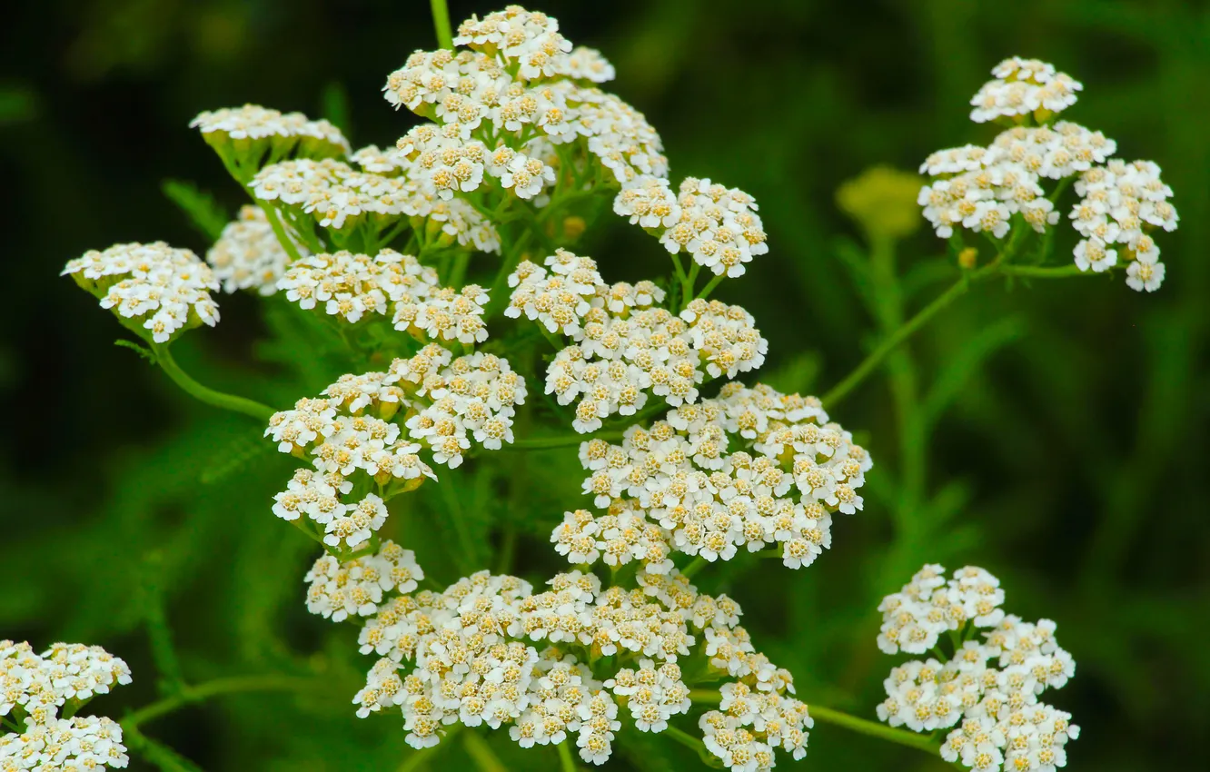 Photo wallpaper white, flower, meadow