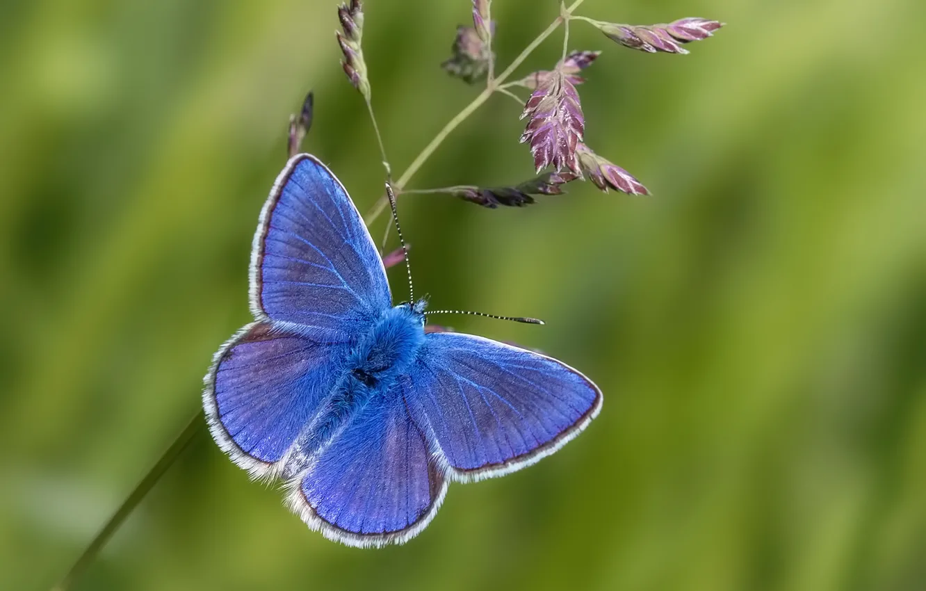 Photo wallpaper macro, background, butterfly, a blade of grass, Polyommatus Icarus