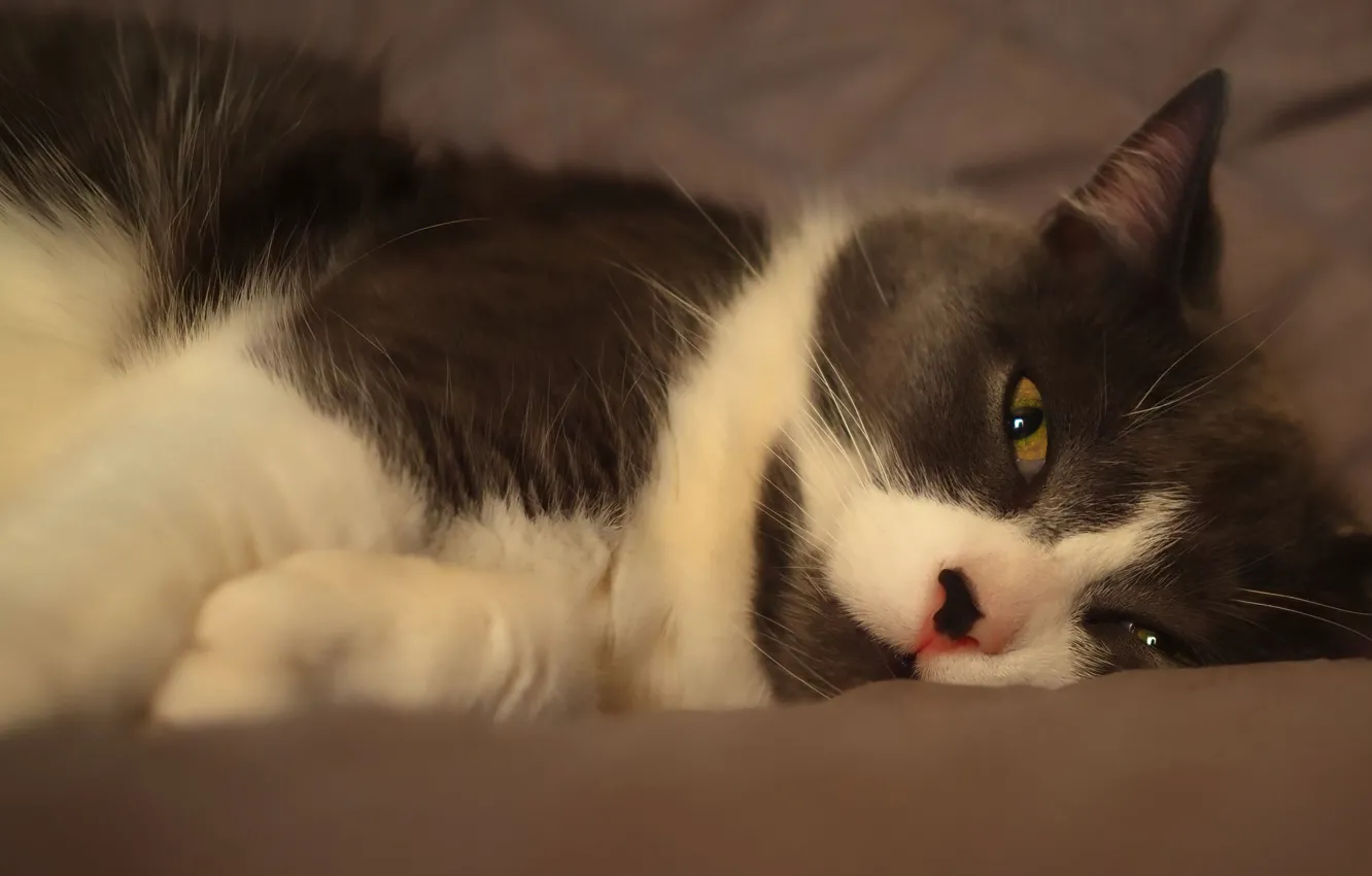 Photo wallpaper cat, cat, look, face, stay, bed, lies, laziness