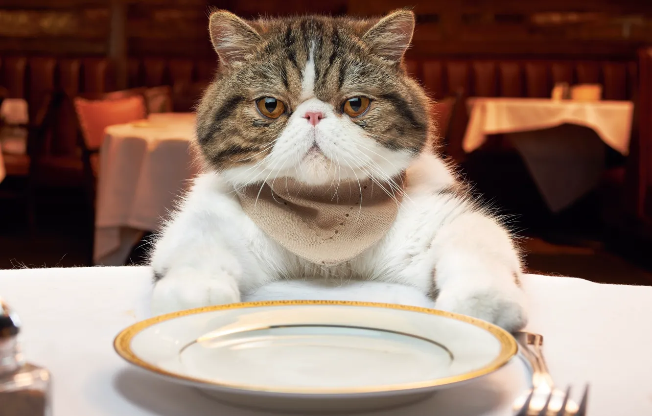 Photo wallpaper cat, plate, restaurant, lunch