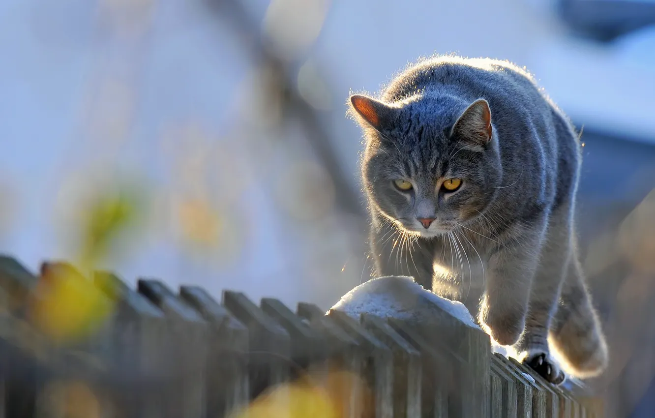 Photo wallpaper animals, cat, the fence, the cat goes