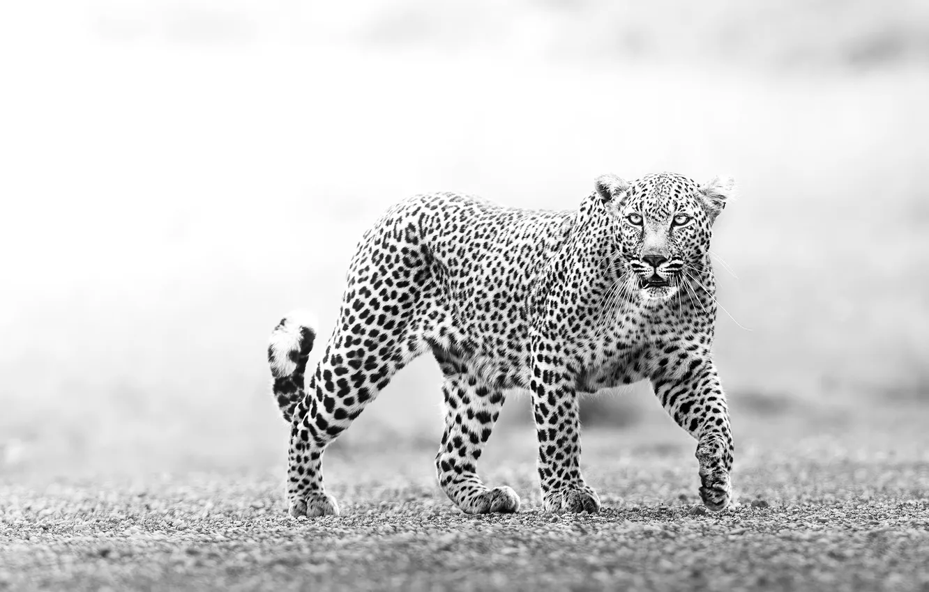 Photo wallpaper leopard, cat, animal, big cat
