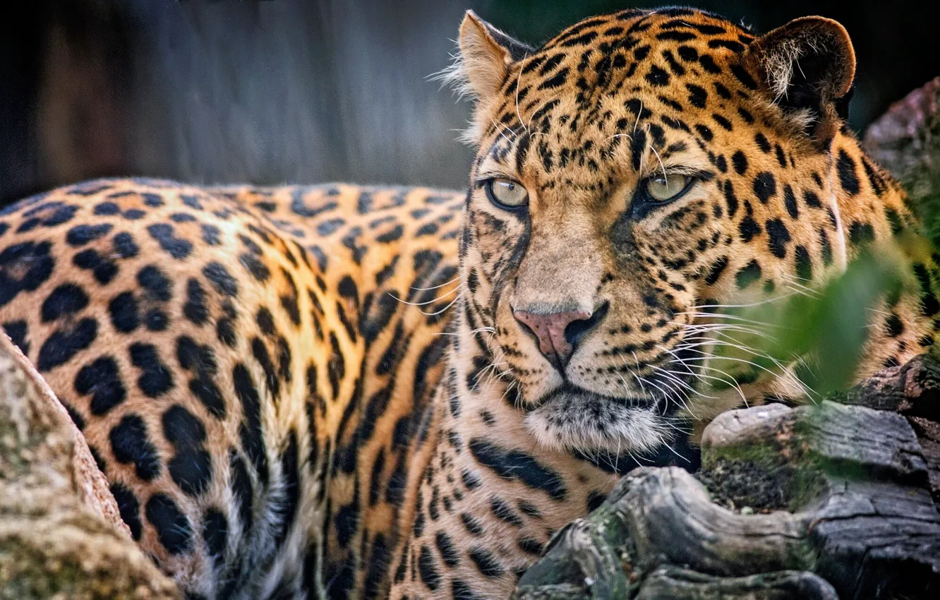 Photo wallpaper look, predator, leopard