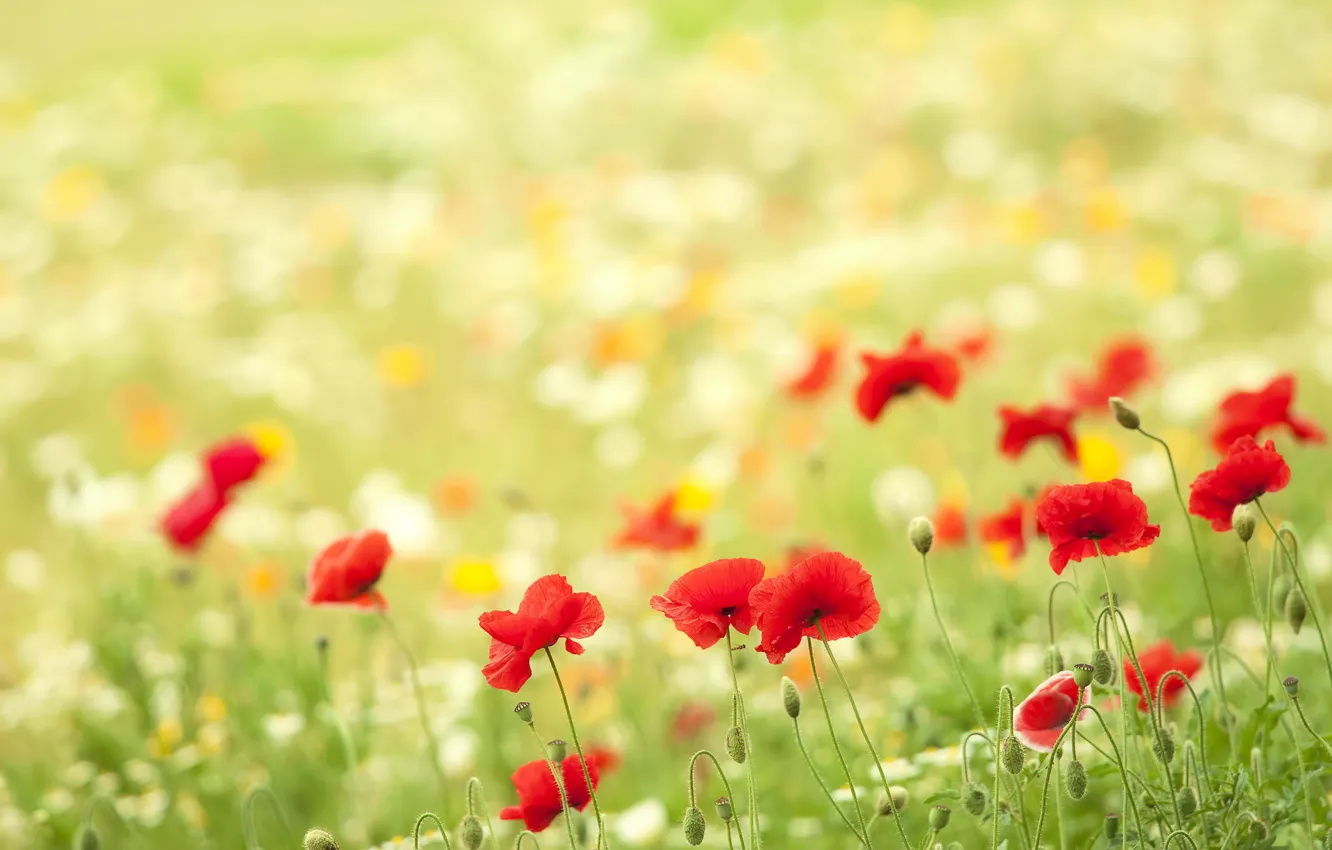 Photo wallpaper summer, flowers, nature, glade, Maki, bokeh