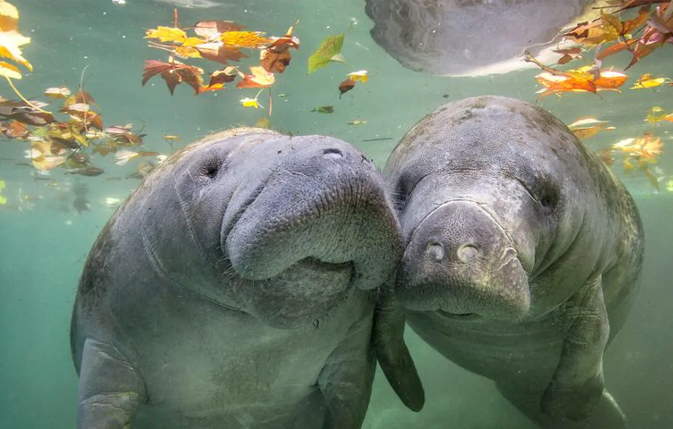 Photo wallpaper love, animals, wildlife, herbivorous, Manatees