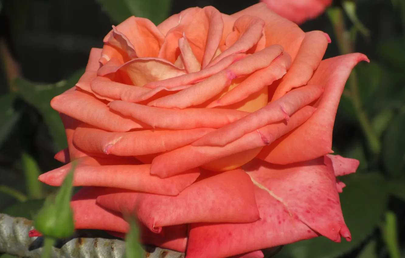 Photo wallpaper flower, rose, beauty, orange, petals, red, 2018, Meduzanol ©