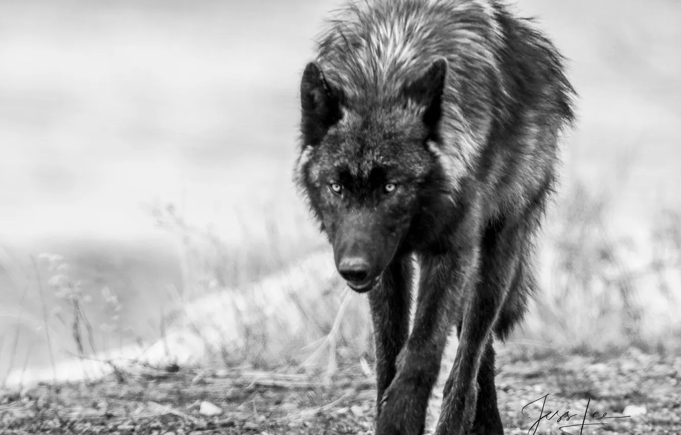 Photo wallpaper fantasy, Predator, nature, art, snow, face, animal, wolf