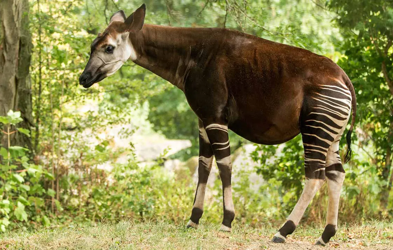 Photo wallpaper animal, giraffe, wildlife, okapi