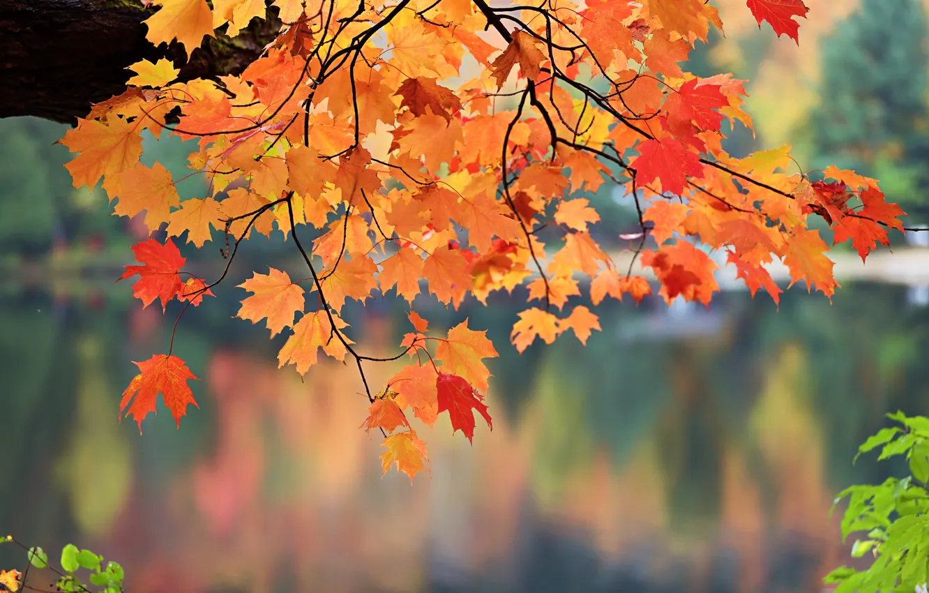 Photo wallpaper autumn, leaves, the crimson