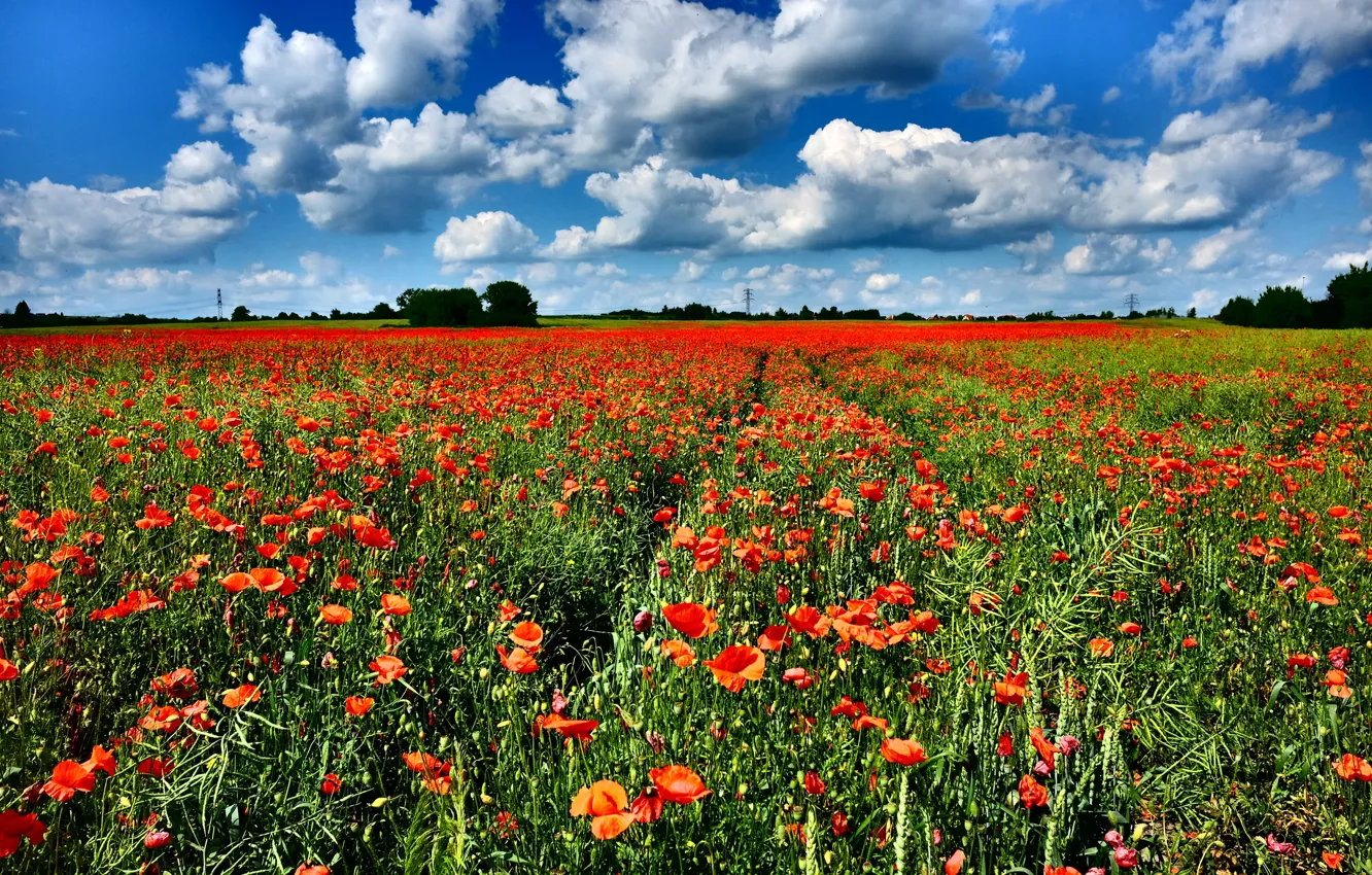Photo wallpaper field, the sky, the sun, clouds, Maki