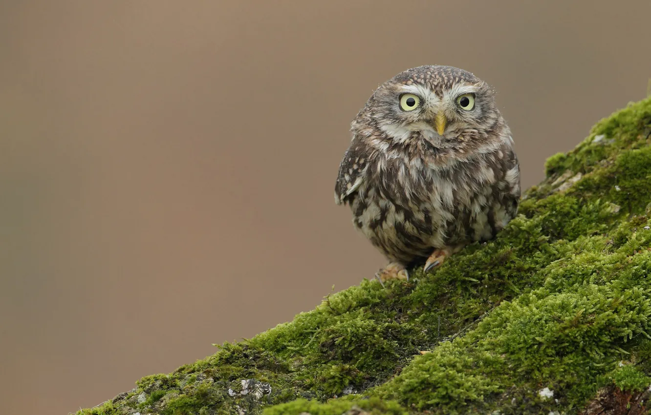 Photo wallpaper owl, bird, moss, hill, bump