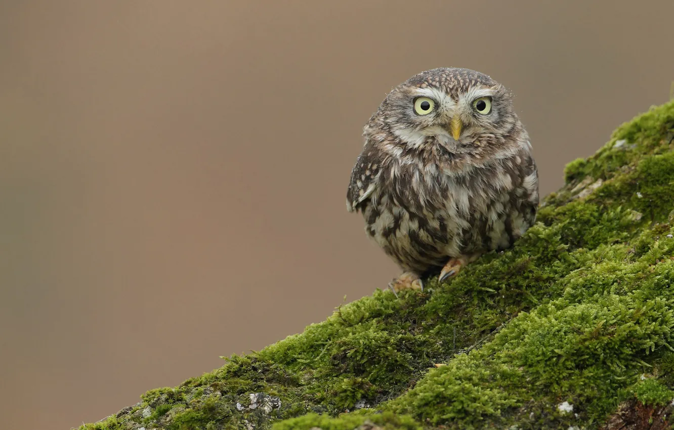 Photo wallpaper hills, owl, bird, moss, bumps