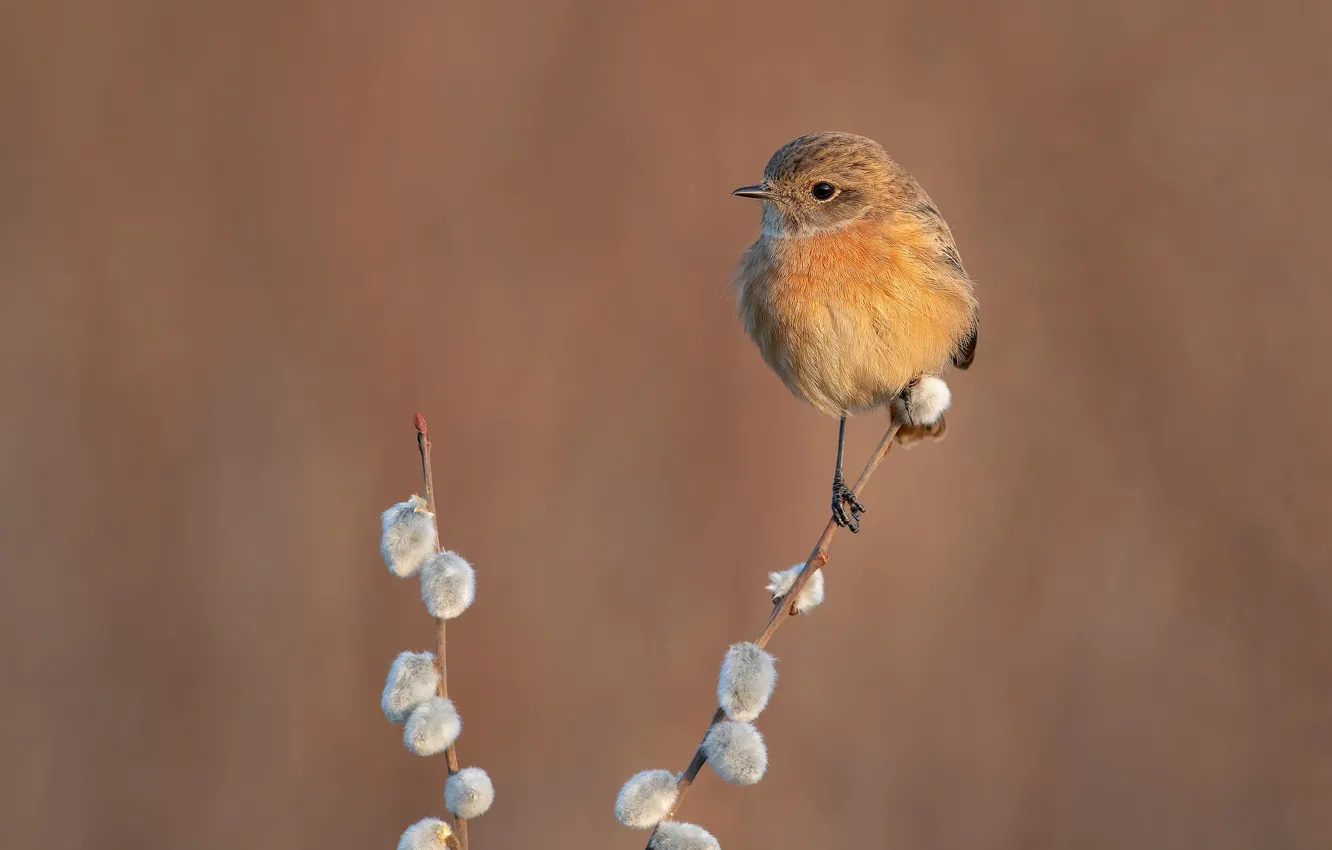 Photo wallpaper bird, Verba, baby