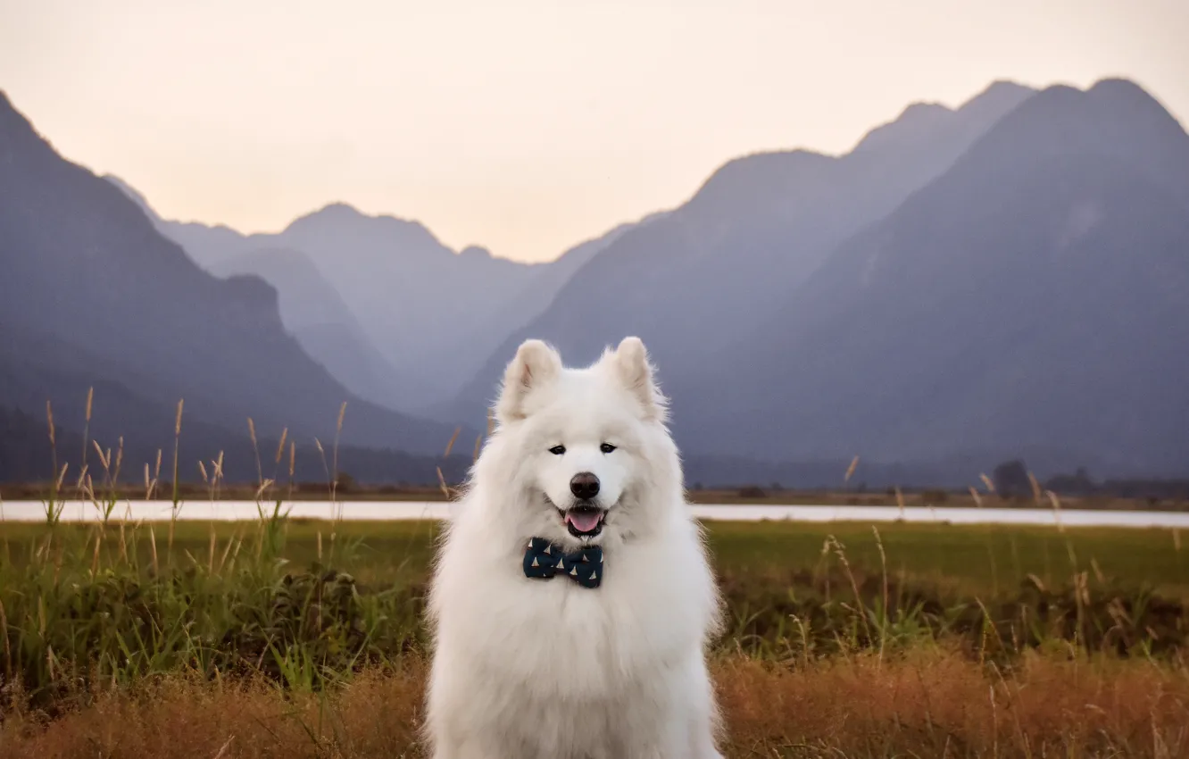 Photo wallpaper grass, look, mountains, nature, pose, fog, shore, dog