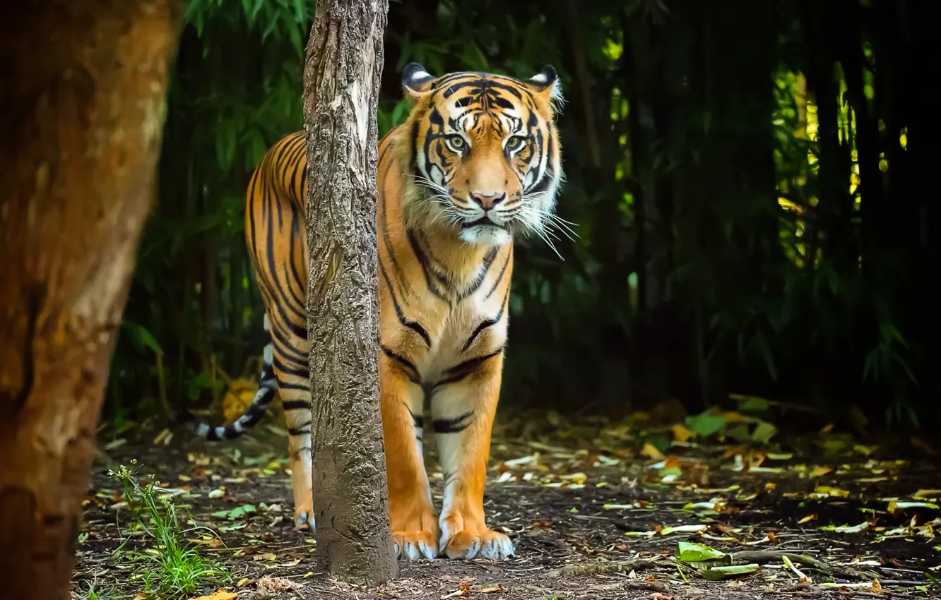 Photo wallpaper look, nature, tiger, strip, predator