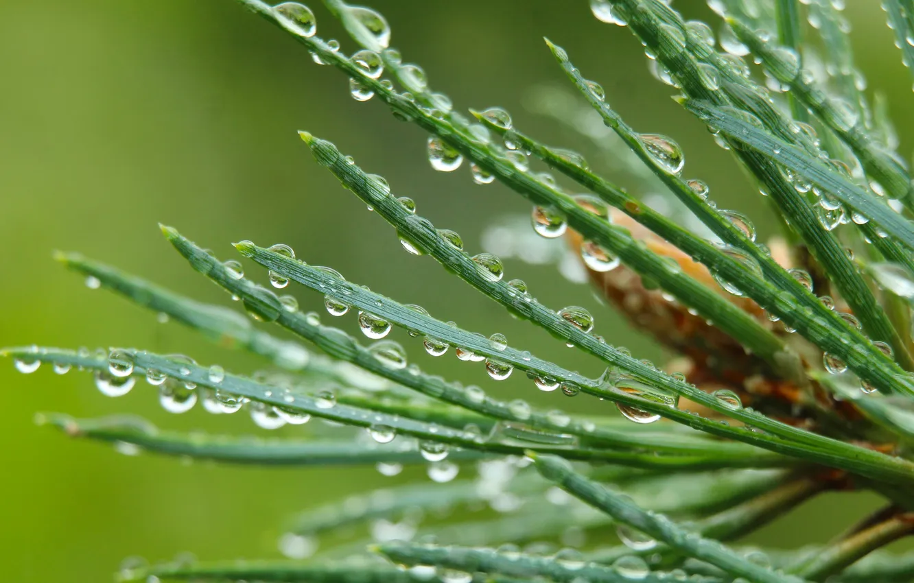 Photo wallpaper water, drops, pine, twig