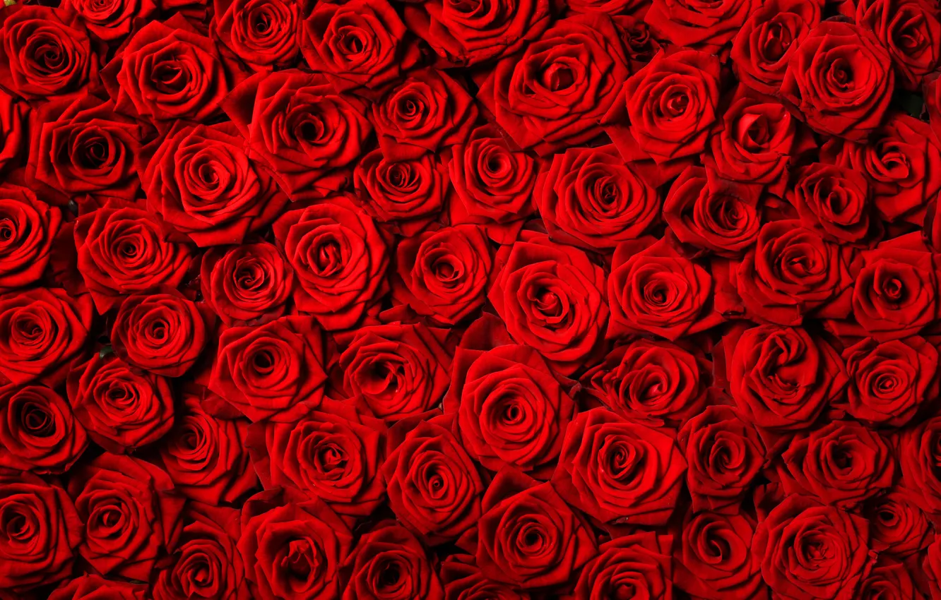 Photo wallpaper flowers, roses, red roses