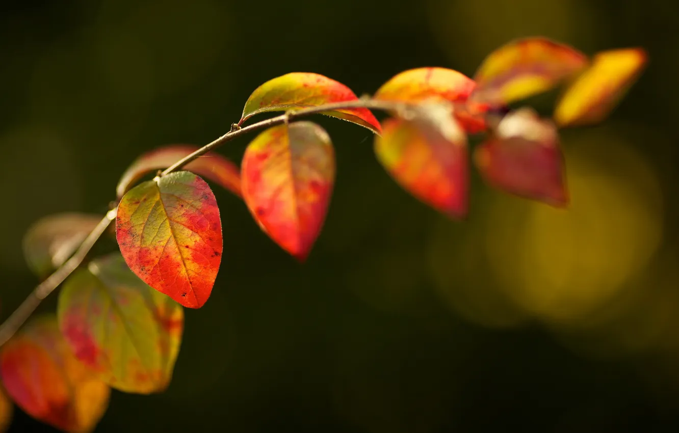 Photo wallpaper autumn, leaves, nature