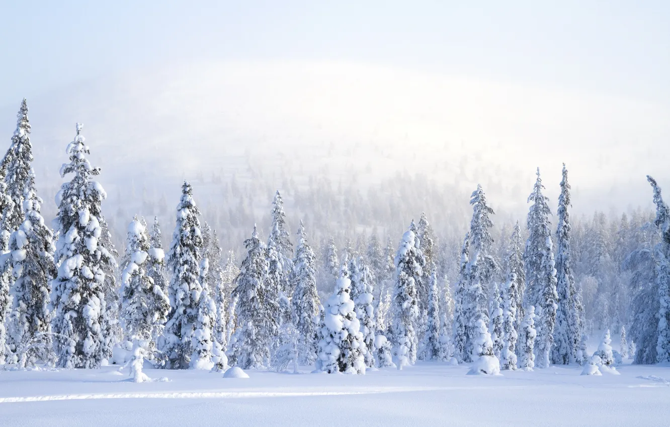Photo wallpaper winter, snow, nature, fog, photo, spruce