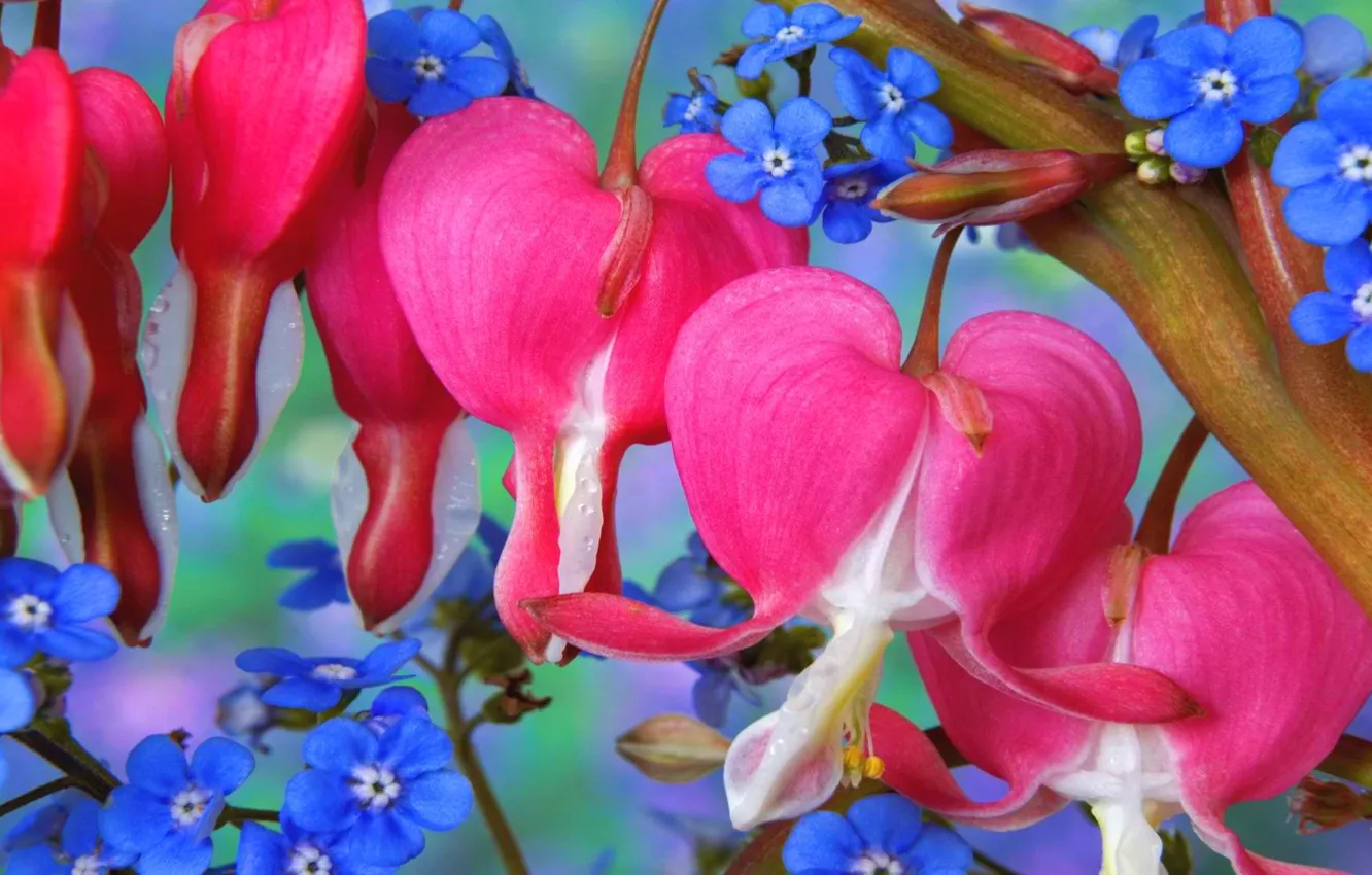 Photo wallpaper leaves, branches, bouquet, petals, buds, forget-me-nots, the bleeding heart