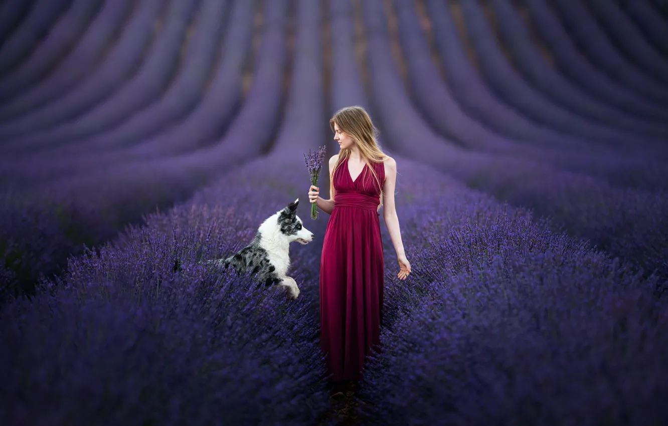 Photo wallpaper girl, flowers, dog, lavender, the border collie, lavender field